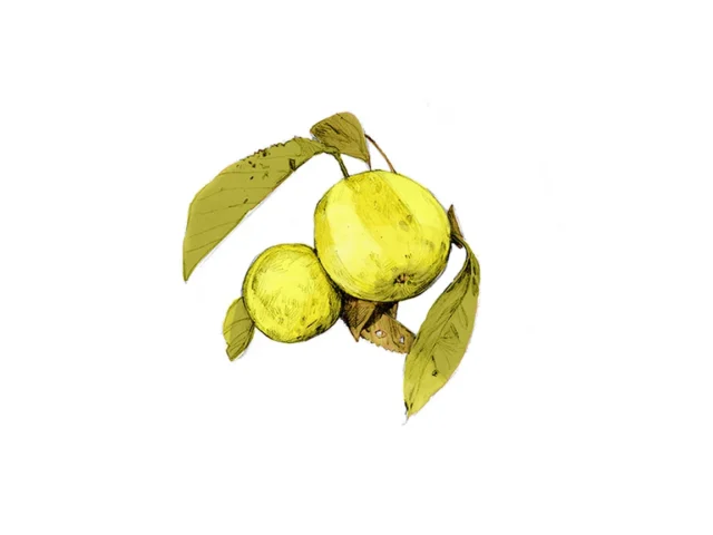 Two green lemons on a branch with leaves.