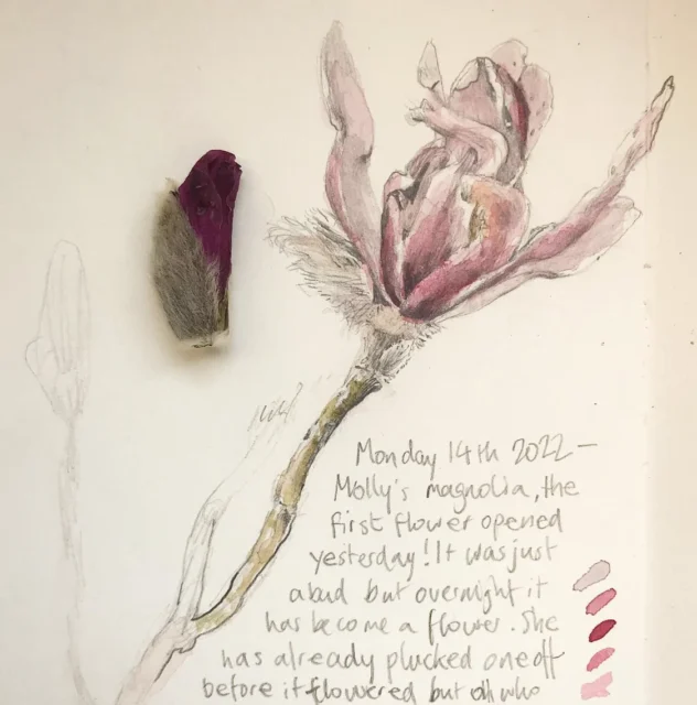 A sketch of a flower with a note about its blooming.