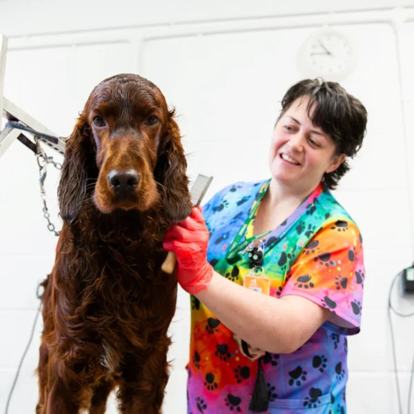 A woman in a colorful top and red gloves standing next to a brown dog.