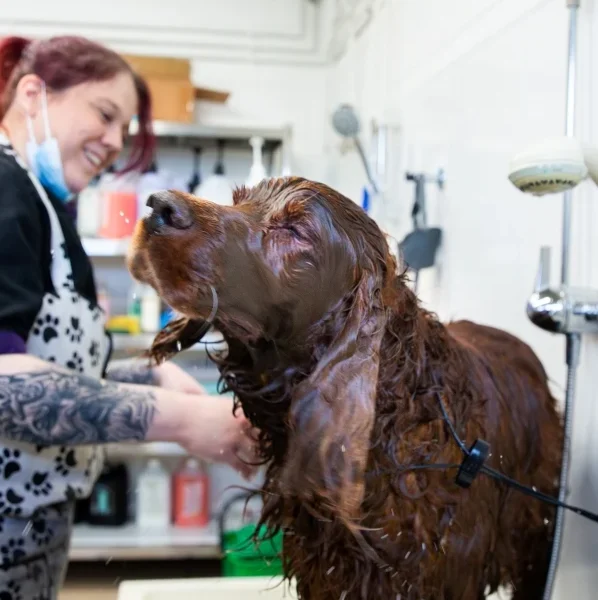 A woman washing a wet brown dog.