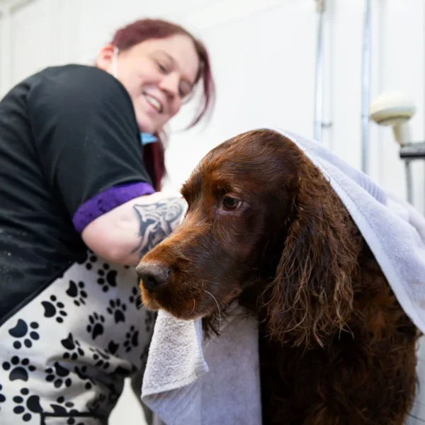 A woman in a dog grooming salon gently wrapping a towel around a brown dog.