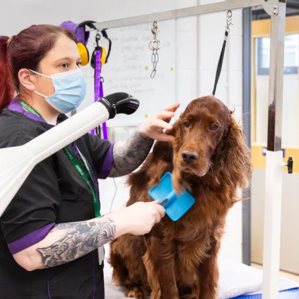A woman in a salon with a face mask grooming a brown dog with a blue towel around its neck.