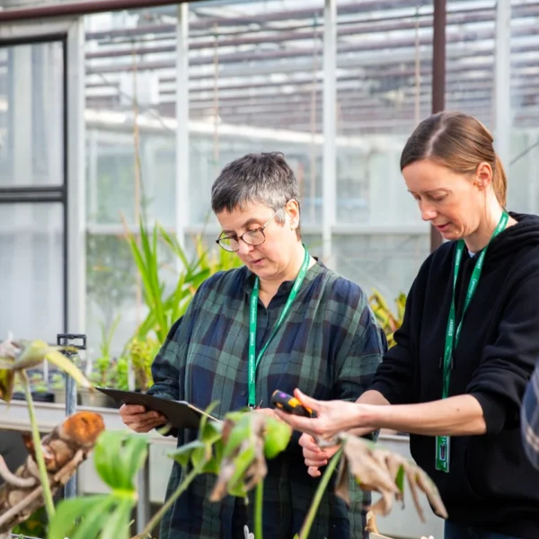 Two people in a greenhouse looking at a tablet, surrounded by plants.