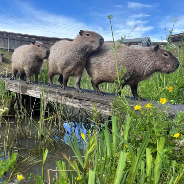 Three capybaras on a wooden bridge over a pond with greenery and yellow flowers.