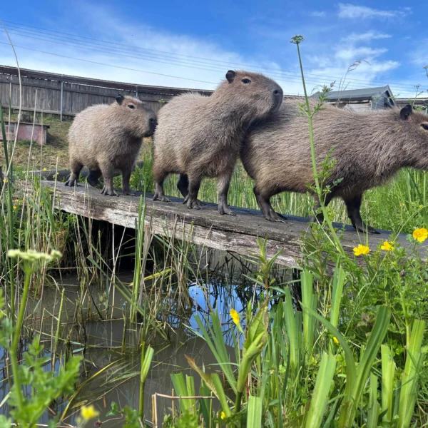 Three capybaras on a wooden bridge over a pond with greenery and yellow flowers.
