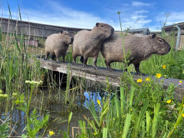 Three capybaras on a wooden bridge over a pond with greenery and yellow flowers.