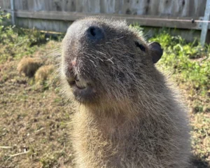 Close-up of a capybara with another in the background.