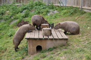 Three capybaras around a wooden feeding station in a grassy area.