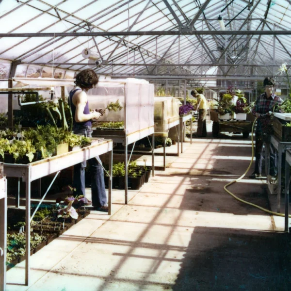 A woman tends to plants on a shelving unit in a greenhouse.