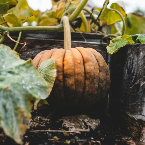 Small orange pumpkin in a garden surrounded by green leaves and vines.