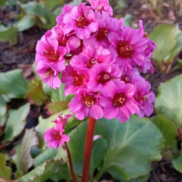 A cluster of vibrant pink flowers with red stems and yellow centres, set against a backdrop of large green leaves.