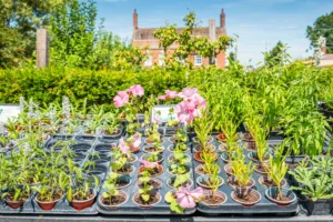 Variety of plants in pots on trays in a garden centre, with a large house in the background.