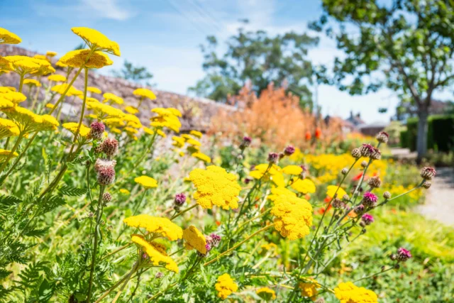 Vibrant yellow flowers bloom in a lush garden on a sunny day, with purple buds adding a pop of colour.