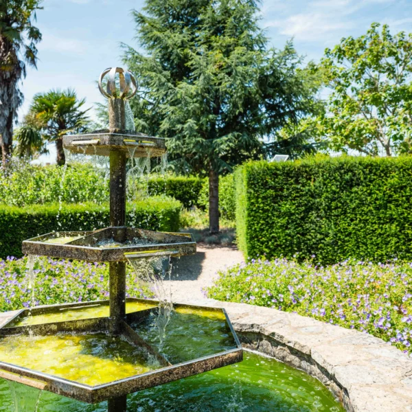 A fountain in a green pond surrounded by lush greenery and trees.