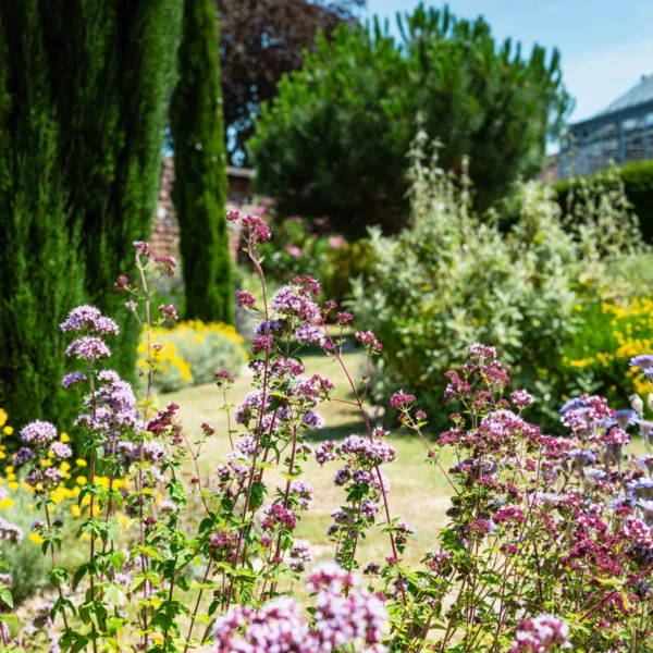 A vibrant garden with pink and white flowers, tall green trees and a greenhouse in the background on a sunny day.