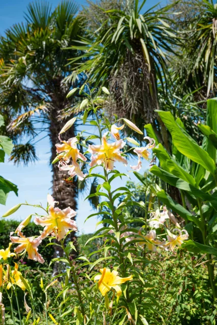 Vibrant yellow flowers and palm trees against a clear blue sky.