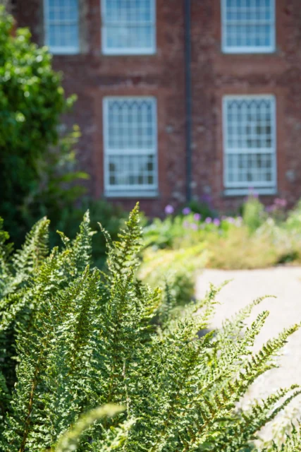 A blurred view of a brick building with white windows, surrounded by lush greenery and ferns in the foreground.