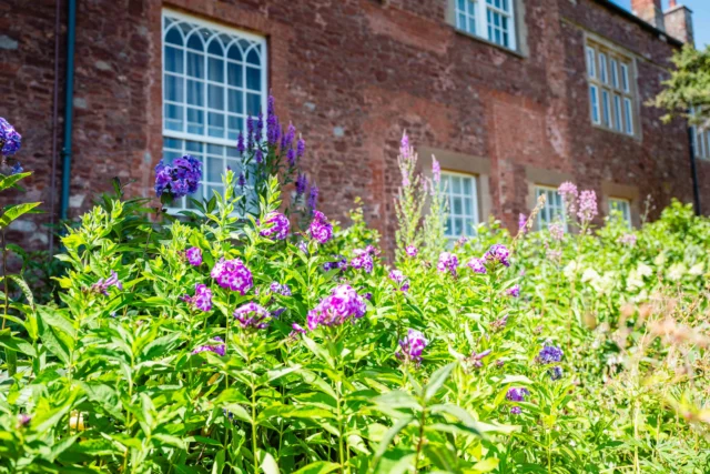 Vibrant purple flowers in front of a historic red brick building with white framed windows.