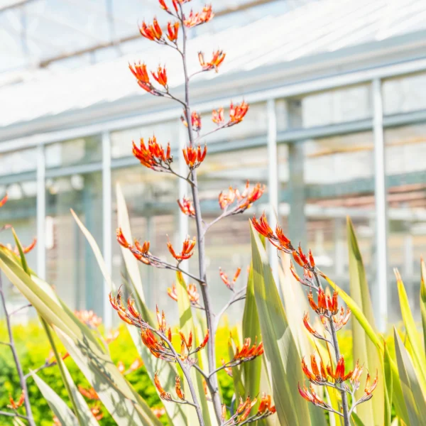 Vibrant orange flowers in a greenhouse garden setting.