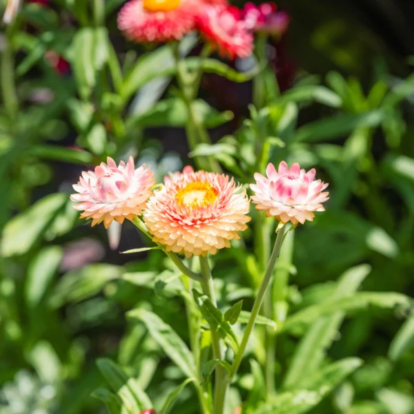 Pink and yellow daisies in a garden with green leaves.