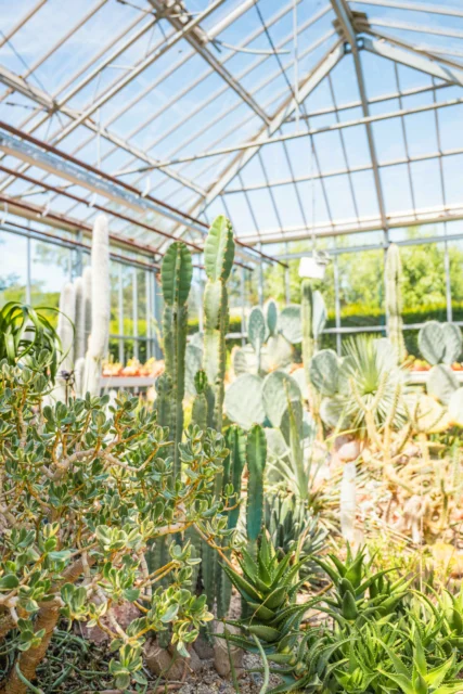 A greenhouse filled with various types of cacti and succulents. The plants are healthy and thriving in the sunny environment.