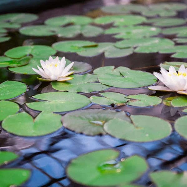 Two white water lilies on a pond with green lily pads