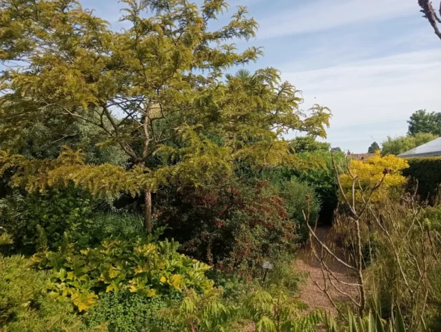 A lush garden path lined with vibrant green and yellow foliage under a bright blue sky.
