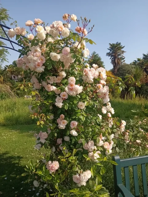 Climbing roses with pale pink and cream blooms growing beside a blue garden bench.