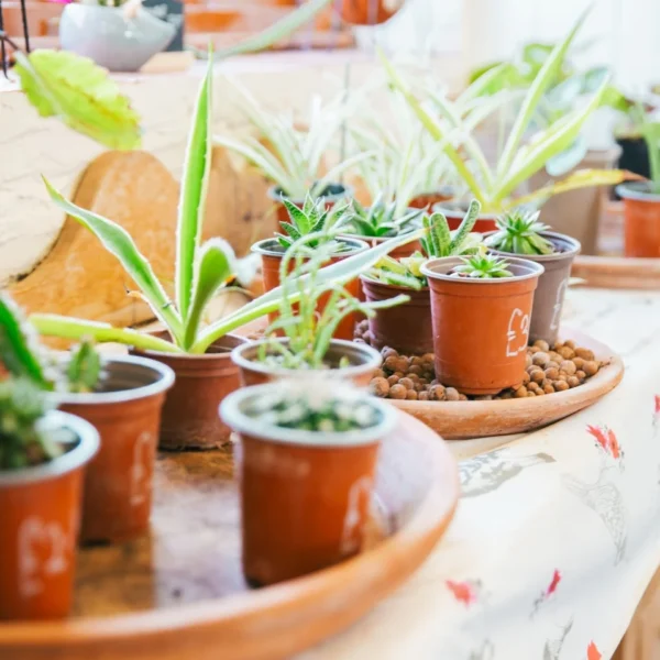 Small potted plants on a wooden tray