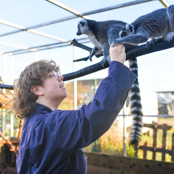 Person interacting with a lemur.