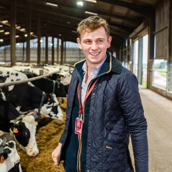 Young man standing in a barn with cows.