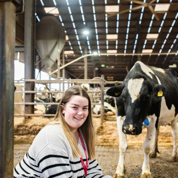 A young woman crouches down to interact with a cow in a barn.
