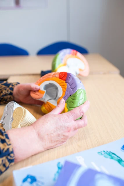 A person assembling a colorful brain model.