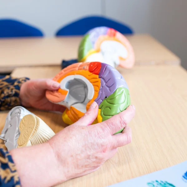 A person assembling a colorful brain model.