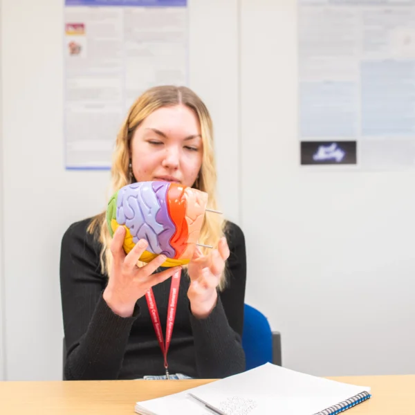 A woman holds up a model of the human brain.