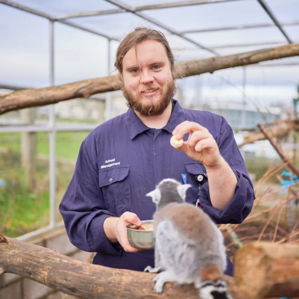 A man in a blue uniform feeding a lemur in a zoo enclosure.