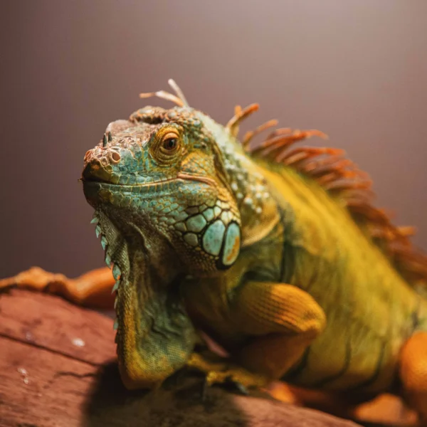 Photo of Green Iguana sitting on wooden log.