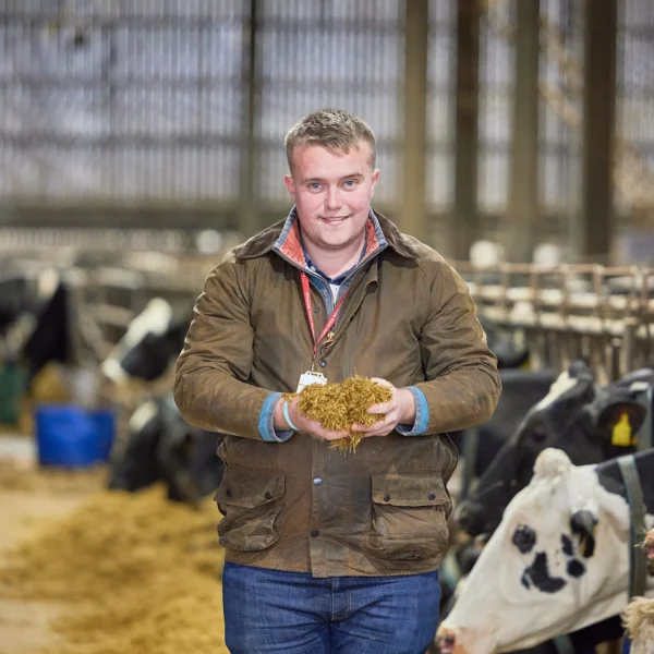 Man holding feed in a barn with cows.