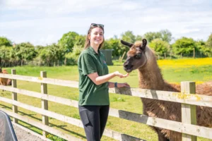 A smiling woman feeds a llama through a wooden fence in a sunny field.