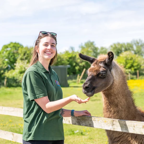 A smiling woman feeds a llama through a wooden fence in a sunny field.