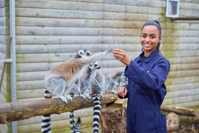 Woman interacting with lemurs on a branch, feeding them. Lemurs are standing on a wooden beam.